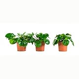 Plantas de interior de Botanicly – 3 × Planta Ufo – Altura: 22 cm – Pilea peperomioides