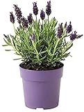 Lavanda Natural Planta en Maceta Pequeña 10cm Planta Ornamental y Decorativa