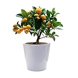 Calamondin - Naranjo Enano - Cítricos Comestibles - Maceta Cerámica 14 cm - Planta Viva