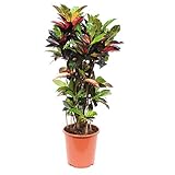 Planta de interior de Botanicly – Croton – Altura: 100 cm – Codiaeum variegatum Mrs Iceton