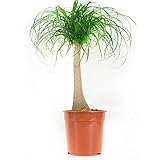 Planta de interior de Botanicly – Pata de Elefante – Altura: 80 cm – Beaucarnea recurvata